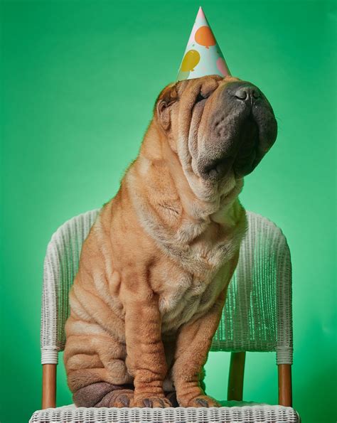 Happy Birthday Noodle! : r/sharpei