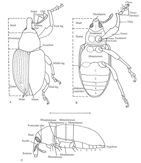 Morphology Of A Generalized Curculionidae A Dorsal Habitus B Download Scientific