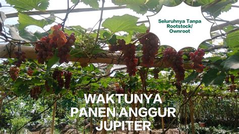 Anggur Jupiter USA Ditanam Ownroot Dengan Pupuk Full Organik Siap Panen