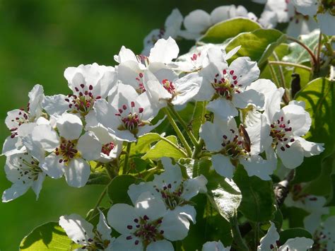 Pear Blossom · Free Photo On Pixabay