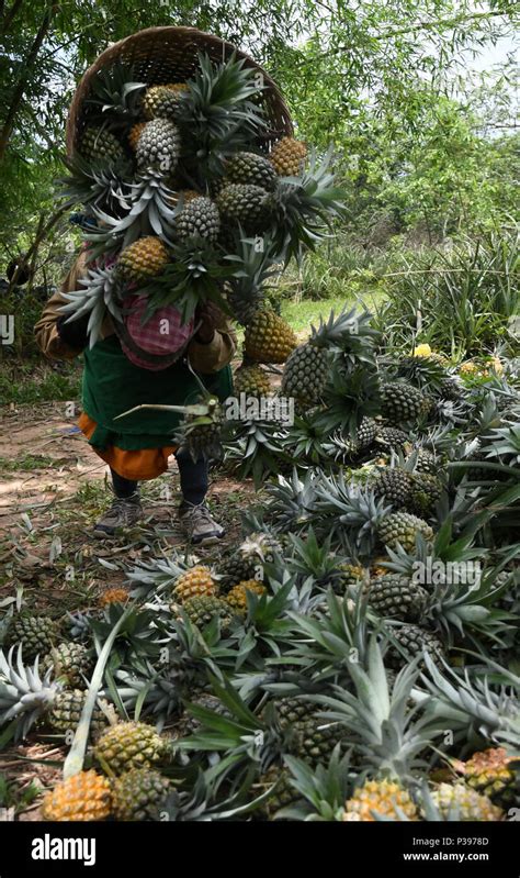 Monsoon northeastern india hi-res stock photography and images - Alamy