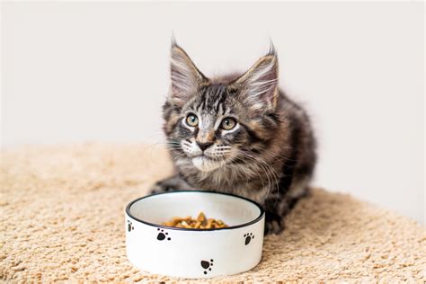 Alimentation Maison Pour Chat Ce Qu Il Faut Absolument Savoir