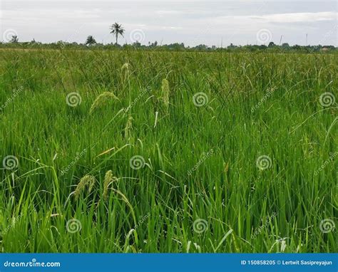 Barnyard Grass Infested Rice Field Stock Image Image Of Gramineae Outdoors 150858205