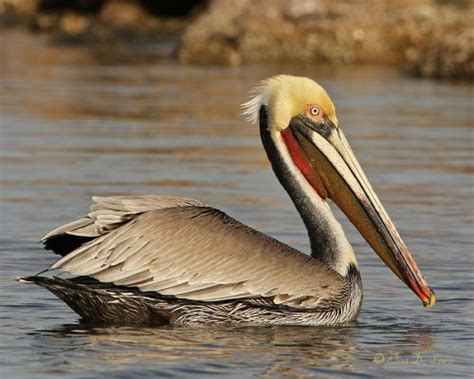 Brown Pelican Facts | Anatomy, Diet, Habitat, Behavior