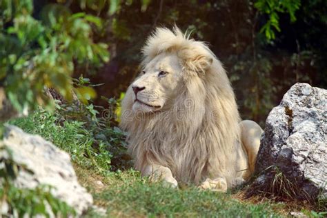 White Lion Lying And Resting Stock Photo Image Of Beautiful Mane