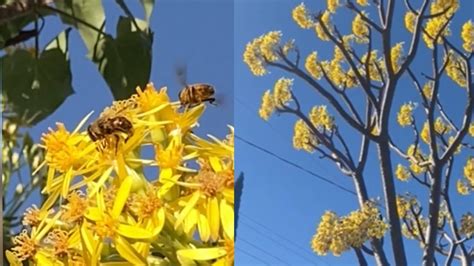 CONOCES ESTE HERMOSO ÁRBOL INCREÍBLE FLORACIÓN YouTube