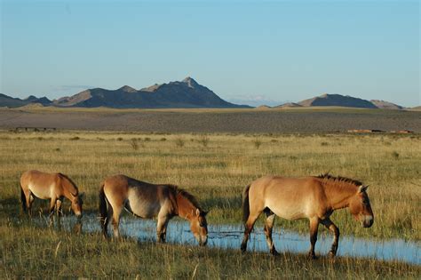 Towards Restoration of the Przewalski Horse and its Ecosystem in ...