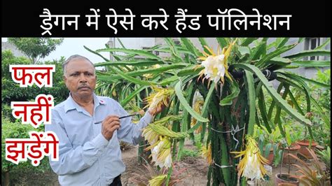 Hand Pollination In Dragon Fruit How To Pollinate Dragon Fruit Stand For Dragon Fruit Youtube