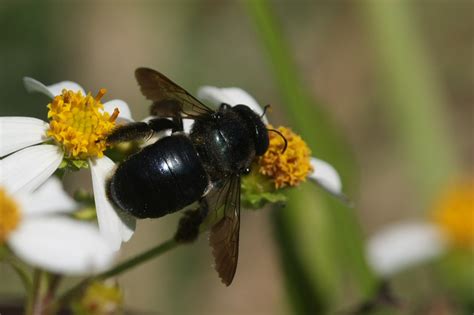 Southern Carpenter Bee Xylocopa Micans Pinellas County Flickr