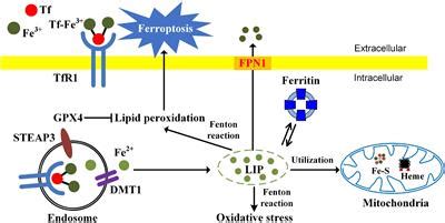 Frontiers Nrf Is A Potential Modulator For Orchestrating Iron