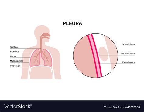 Pleura Anatomical Poster Royalty Free Vector Image