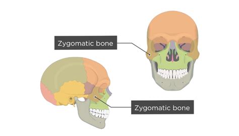 Zygomatic Bone Anatomy