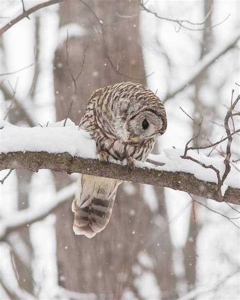 Chouette Ray E Strix Varia Barred Owl Regard Sur La Pr Michel