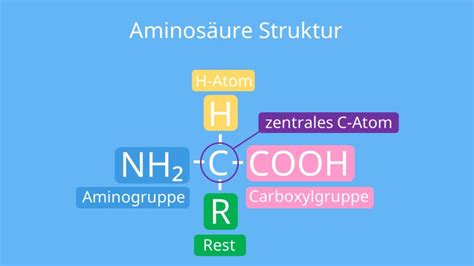 Aminos Uren Erkl Rung Vorkommen Und Wirkung Mit Video