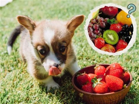 Mascotas sabes cuáles son las frutas que pueden comer los perros