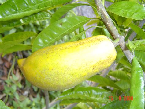 Forum Pouteria Lucuma