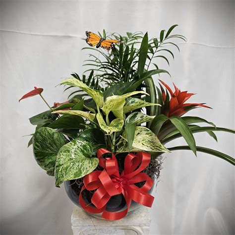 Tropical Dish Garden with Butterflies