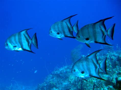 Atlantic Spadefish - Chaetodipterus faber - Nassau, Bahamas - Photo 4 ...