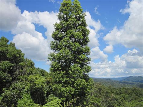 Agathis Australis Kauri Learnz