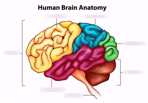 Brain Lobe Review Diagram Quizlet