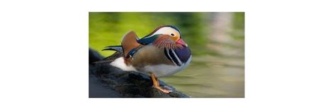 Mandarin Duck: Description, Habitat, & Fun Facts