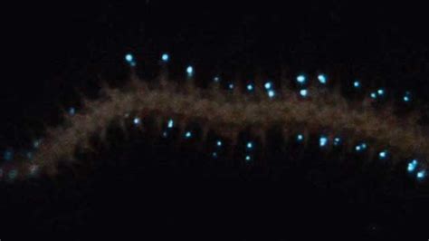 The Unlikely Relationship Between A Brittle Star And A Sea Pansy The