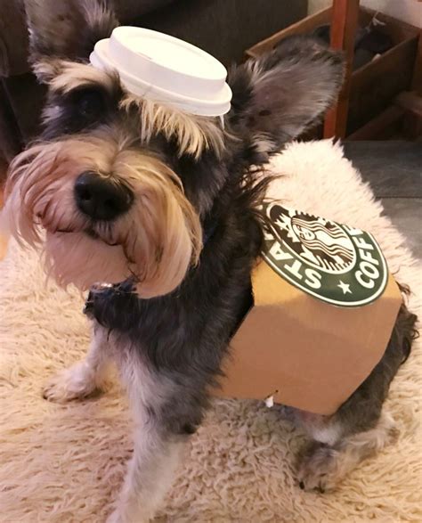 25 Adorable DIY Dog Costumes for Halloween