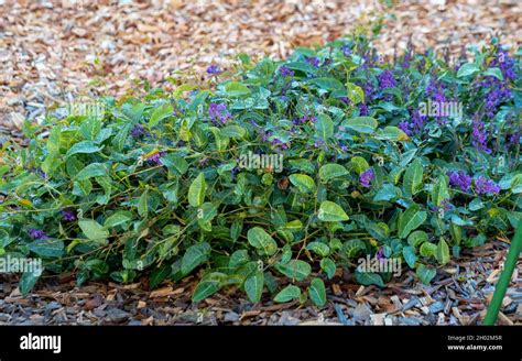 A Purple Flowering Clump Of Green Leafed Happy Wanderer Plant