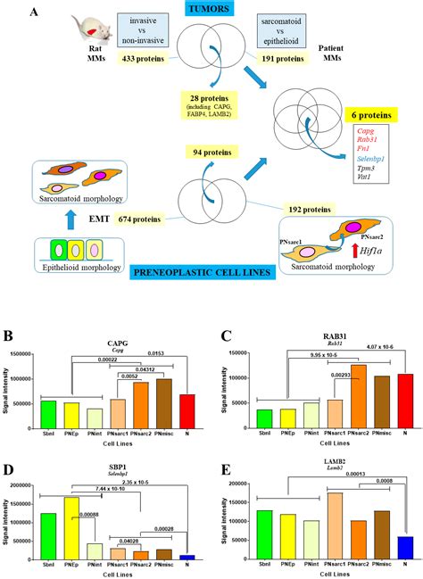 Cancers Free Full Text Cross Species Proteomics Identifies Capg And