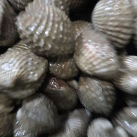 Jual Kerang Dara Hidup Live 1kg Shopee Indonesia