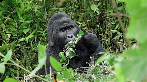 Budget Gorilla Safaris & Tours » Amazing Offers & Deals for 2023 - 2024