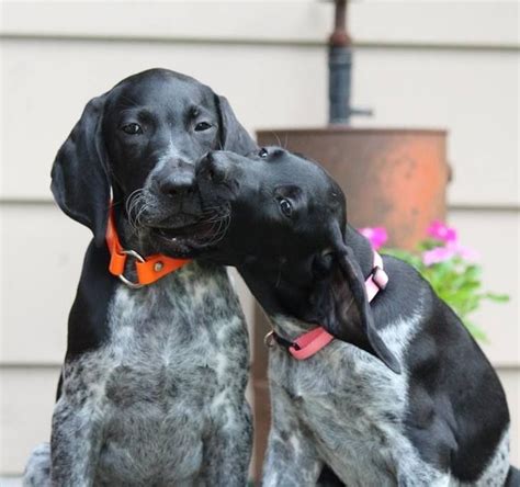 Black German Shorthaired Pointer Puppies Images And Pictures Becuo