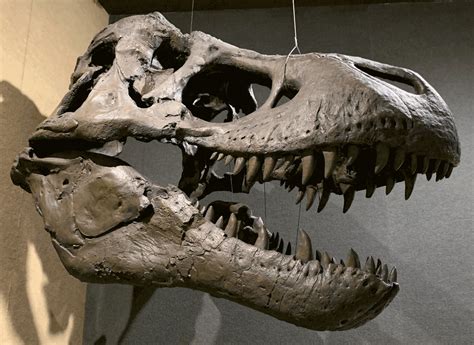 Everything is Paleontology — Paleontological Research Institution 