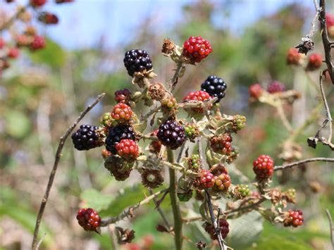 Solve Blackberries Jigsaw Puzzle Online With Pieces