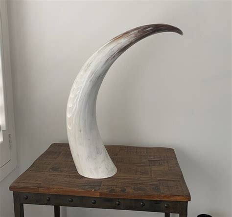 African Cow Horn Etsy