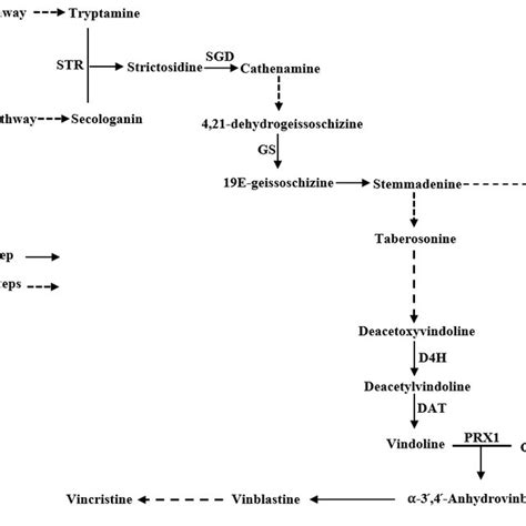 The Simplified Biosynthetic Pathway Of Terpenoid Indole Alkaloids In