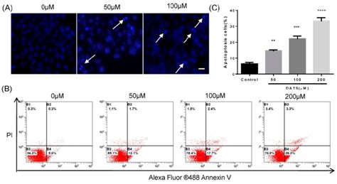 Dats Induced Apoptosis In Nci H Cells A Fluorescent Micrographs