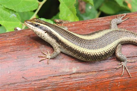 African Skink