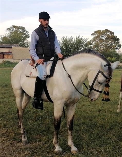 Il Cavaliere Spagnolo De Leo Pronto Per La Fiera Cavalli 2019 A Verona