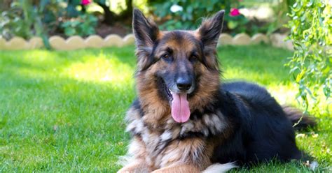 5 Basic Different German Shepherd Breeds