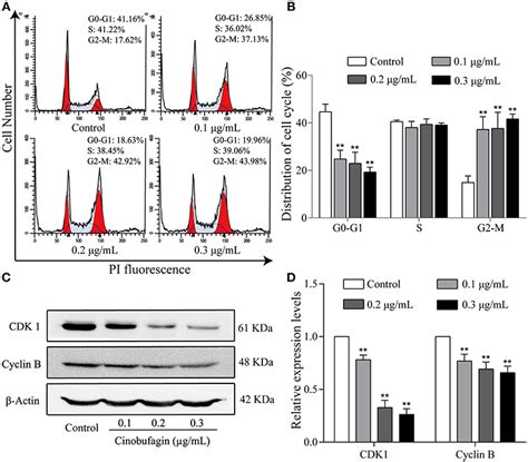 Frontiers Cinobufagin Induces Cell Cycle Arrest At The G2m Phase And