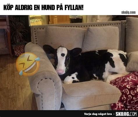 KÖP ALDRIG EN HUND PÅ FYLLAN Skämt och de bästa roliga bilderna