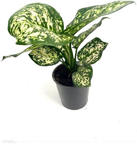 Aglaonema Aglonema Snow White Ivory Jade Piękna Ceny i opinie Ceneo pl