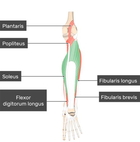 Soleus Muscle Attachments Actions Innervation GetBodySmart