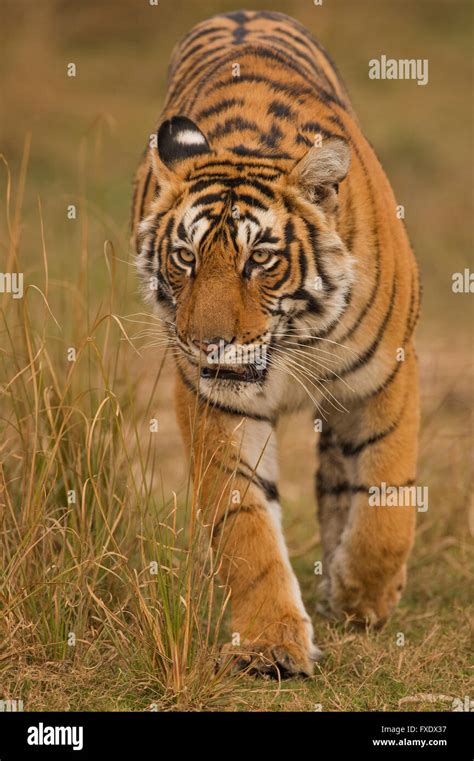 Wild Bengal Tiger Or Indian Tiger Panthera Tigris Tigris Stalking