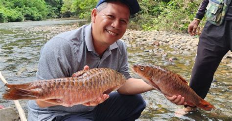 Tak Sangka Dapat Kail Dua Ekor Ikan Kelah Merah Liar Berharga RM2 400