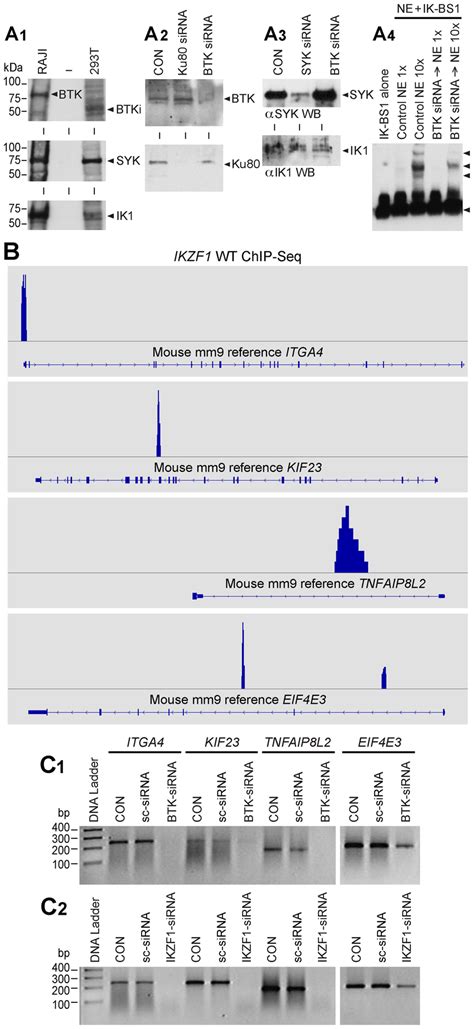 BTK Expression Levels Control DNA Binding Activity And Transcription