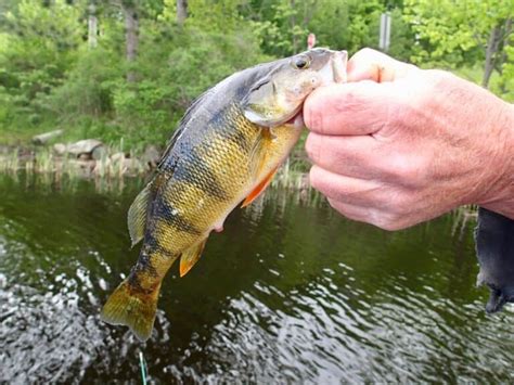 Great Yellow Perch Fishing Lakes In Wisconsin Best Fishing In America