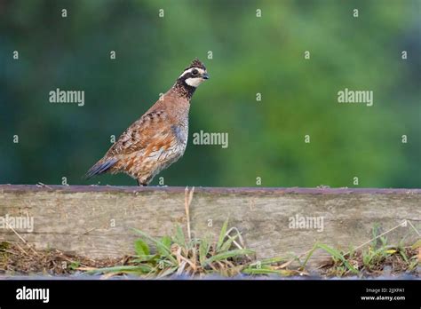 Male Northern Bobwhite Colinus Virginianus Stock Photo Alamy