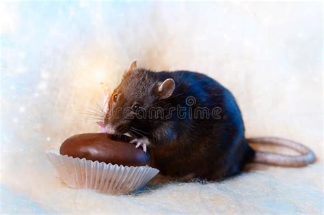 Fat Rat Cartoon Stock Photos - Free & Royalty-Free Stock Photos from Dreamstime